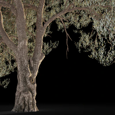 Оливковое дерево 5 (Olive tree 5) — Вид 3