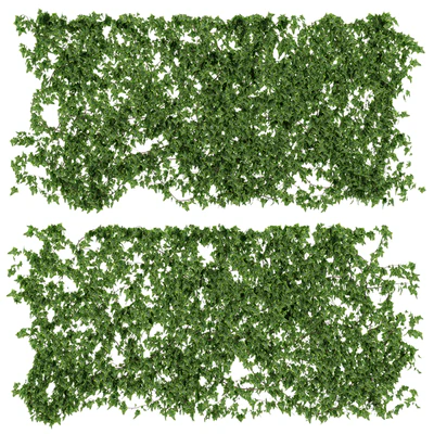 Wall of ivy leaves — View 1