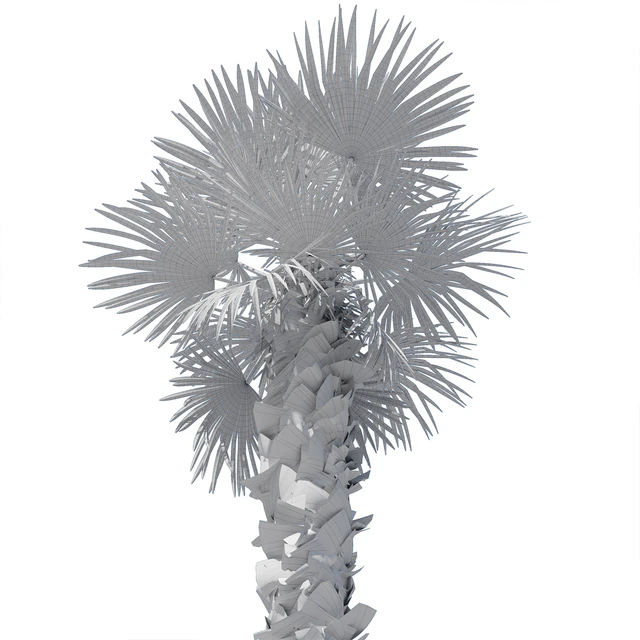 Trachycarpus fortunei palm tree — Скачать