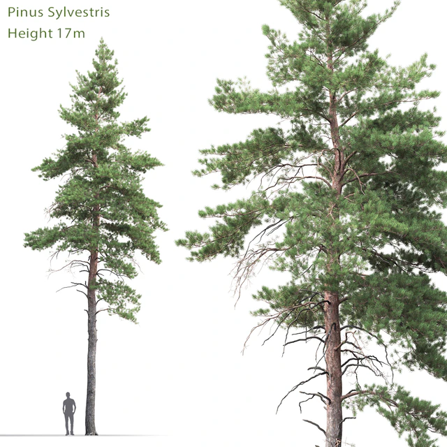 Pine — Descargar