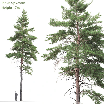 Pine — Ver 1