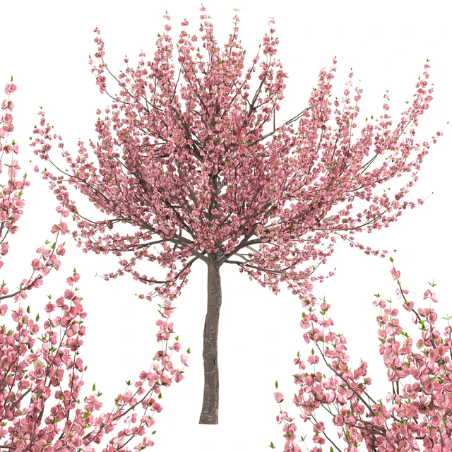 Set of Prunus Triloba Trees (Flowering Almond) (2 Trees) — Descargar