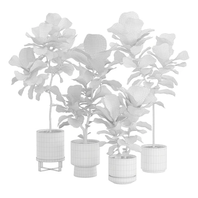 Ficus Lyrata Fiddle leaf — Ver 6
