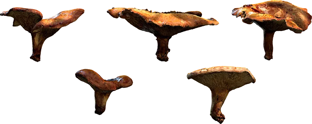 scatter mushroom set 001 — Descargar