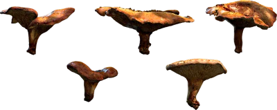 scatter mushroom set 001 — Descargar