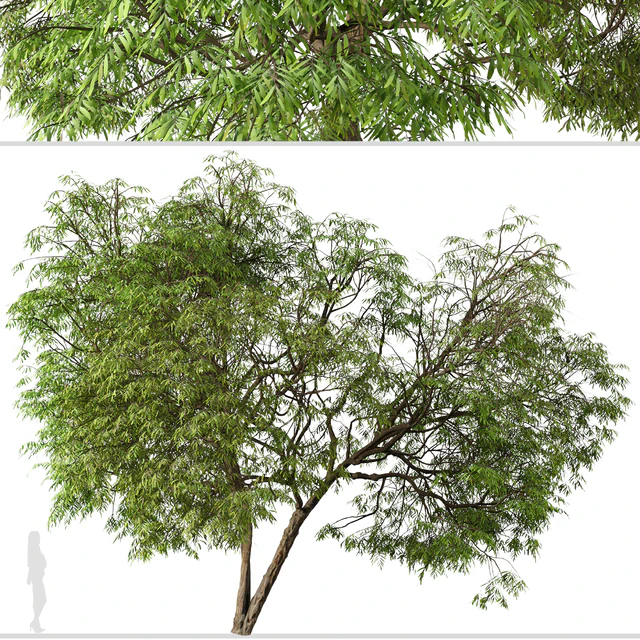 Set of Brazilian Pepper Tree ( Schinus terebinthifolia ) (2 Trees) — Скачать