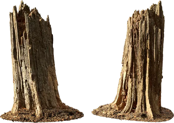 rotten tree stump 003 — Скачать