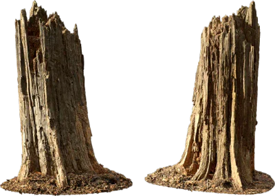 rotten tree stump 003 — Скачать