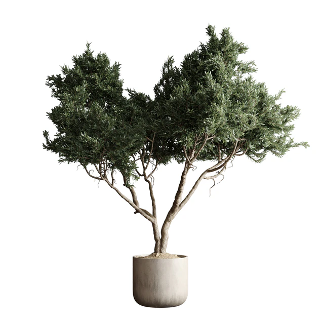 Indoor plant 04 - Tree in a pot — Download