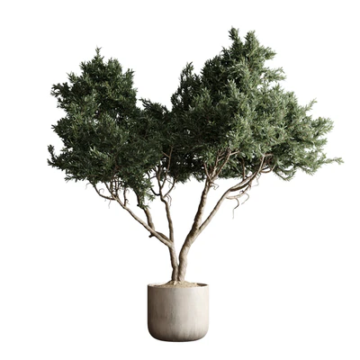 Indoor plant 04 - Tree in a pot — View 1