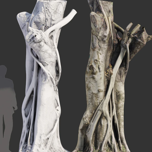 Ficus Tree Trunk 10 — Descargar