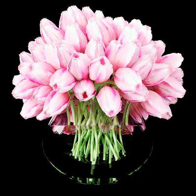 Tulips 7 — Ver 1