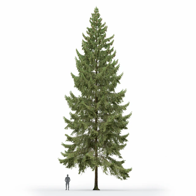 Spruce — Скачать