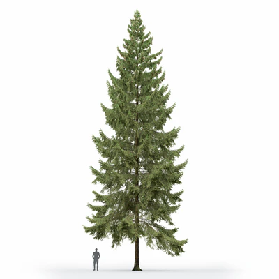 Spruce — Вид 6