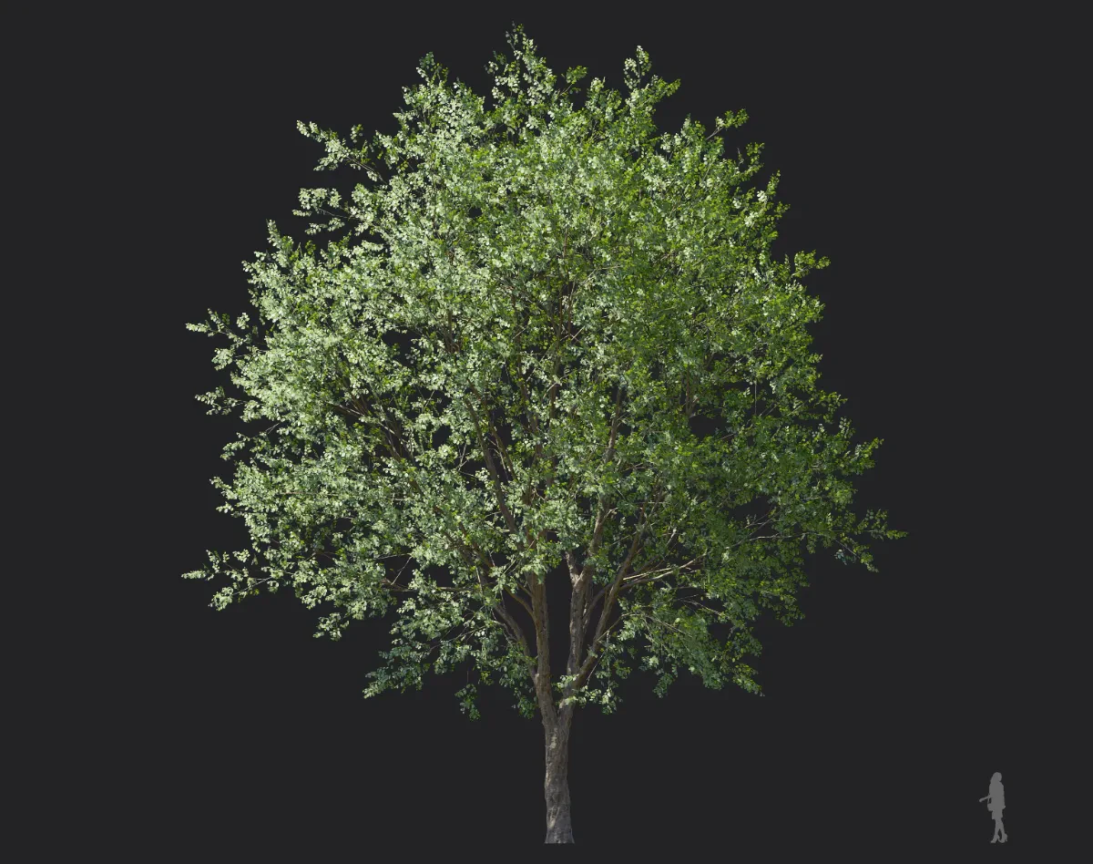 celtis koraiensis 004 — Descargar
