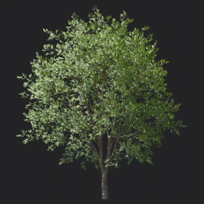 celtis koraiensis 004 — Descargar