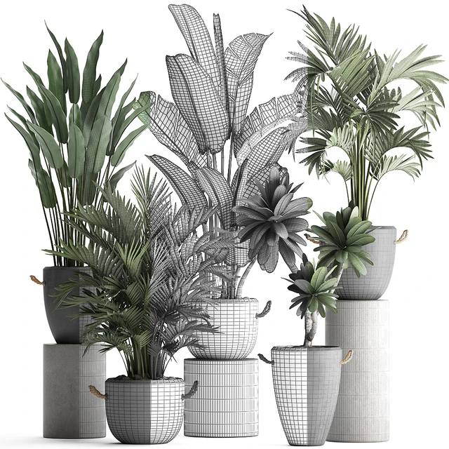 Plant Collection 402. Banana, strelitzia, palm, howea, plumeria, concrete, flowerpot, pot, exotic plants, outdoor, exotic, strelitzia — Descargar