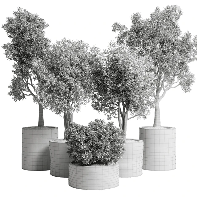 Collection outdoor plant 65 pot old olive tree concrete old vase corona — Descargar