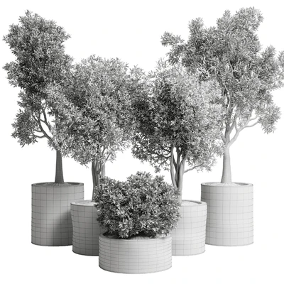 Collection outdoor plant 65 pot old olive tree concrete old vase corona — Ver 5