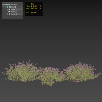 Тимьян обыкновенный thymus vulgaris — Вид 6