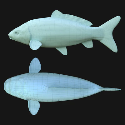 crap koi fish (riged) — Вид 5