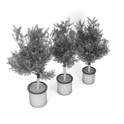 Olive Tree — Ver 2