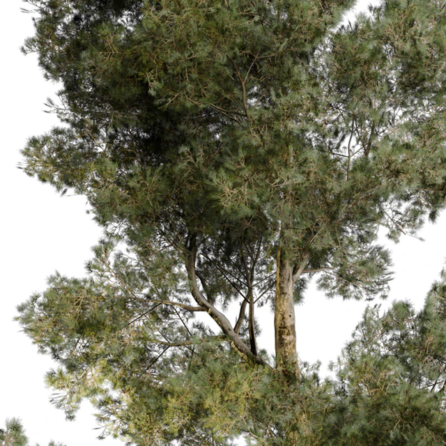 Outdoor Plant 65 — Descargar