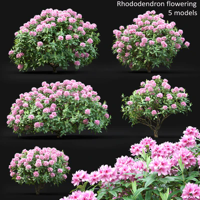 Rhododendron — Ver 1