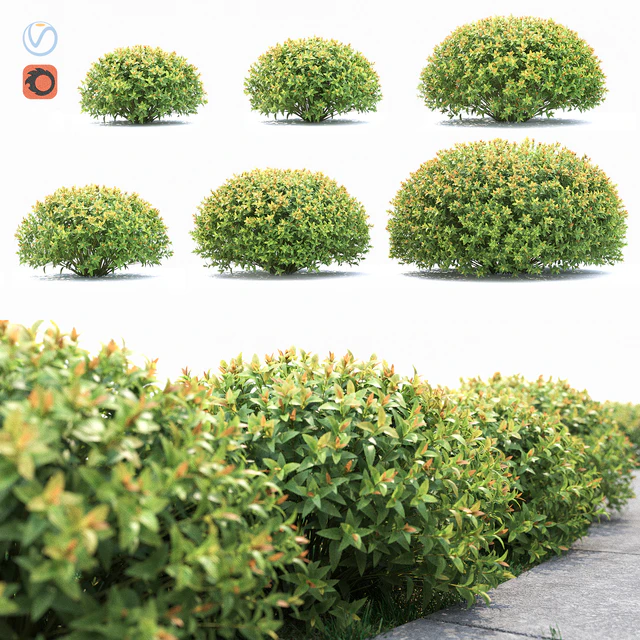 Spiraea japonica — Descargar