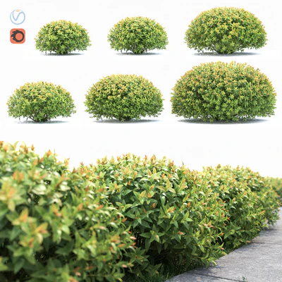 Spiraea japonica — Ver 1