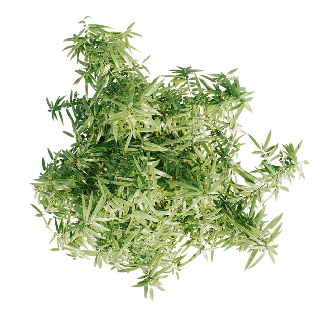 Bamboo Bush — Скачать
