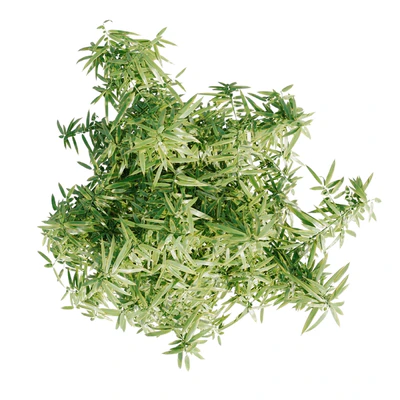 Bamboo Bush — Вид 4