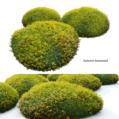 Autumn boxwood — Ver 1