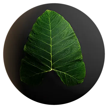 huge elephant ear plant leaf 002 — Скачать