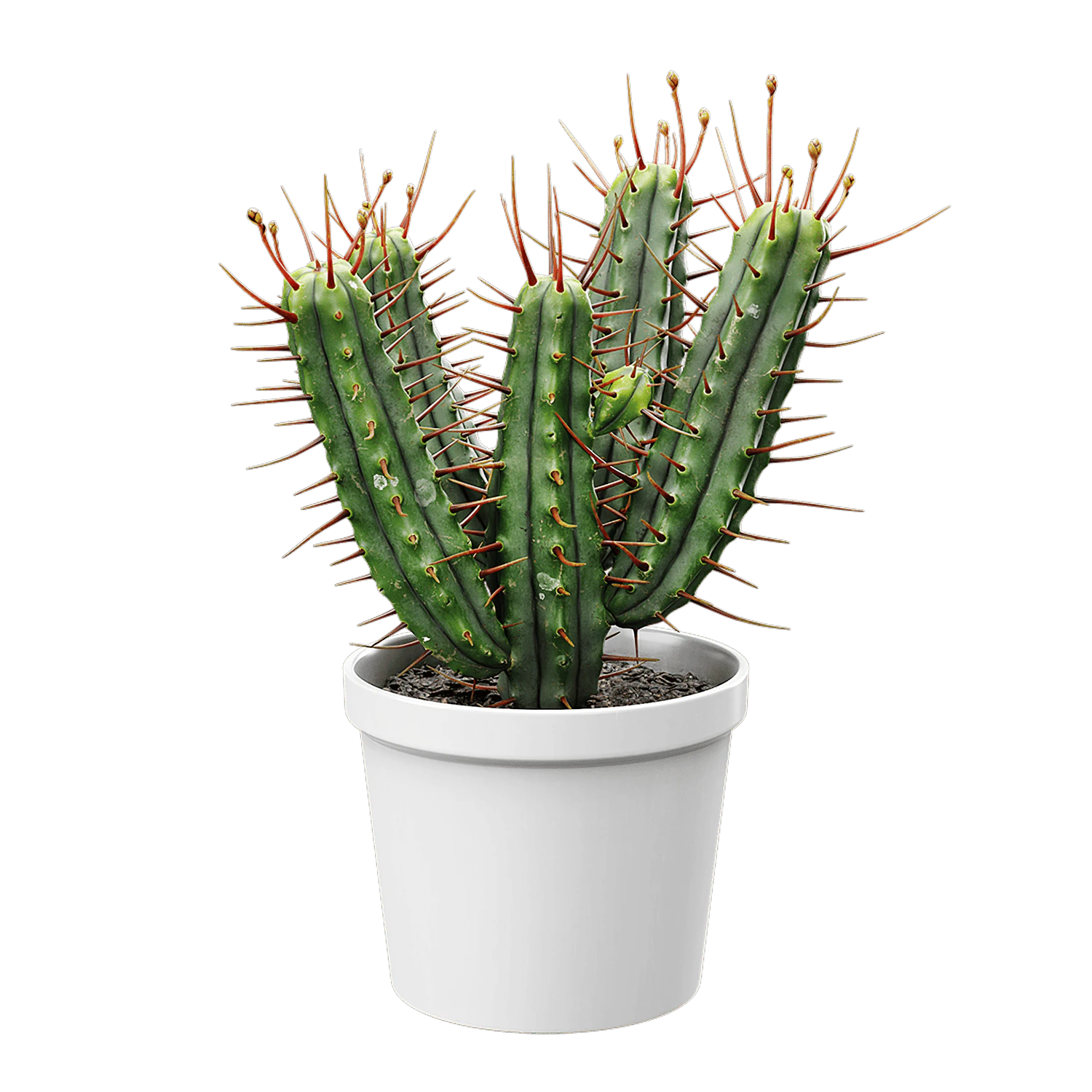 plant cactus euphorbia 001 — Descargar