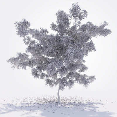 Birch — Ver 3