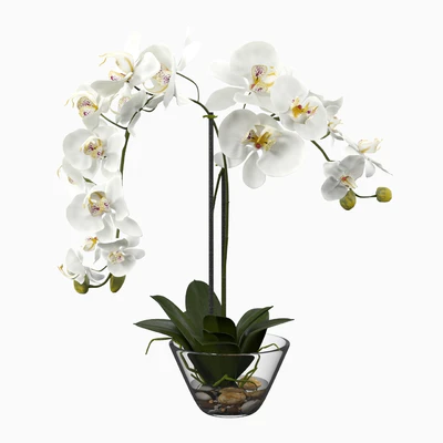 Phalaenopsis Silk White Orchid in Glass Vase — Ver 1