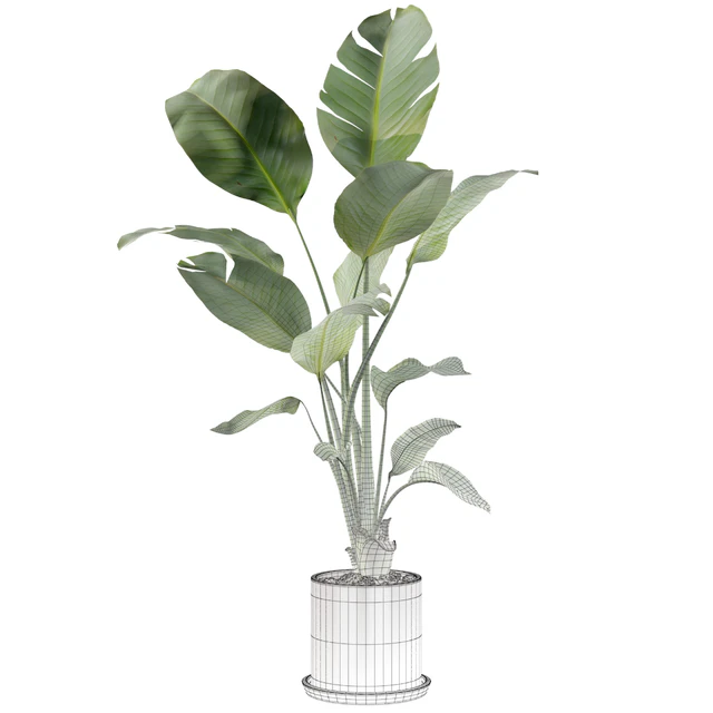 Plants collection 093 - strelitzia — Descargar