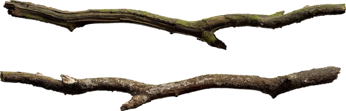 aspen branch 001 — Скачать