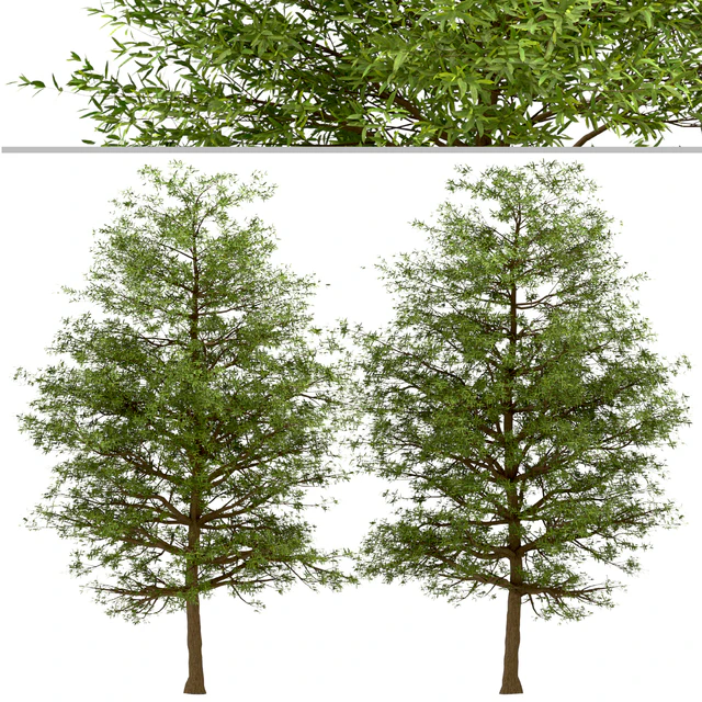 Set of Willow Oak Trees (Quercus phellos) (2 Trees) — Descargar