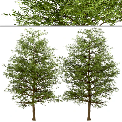 Set of Willow Oak Trees (Quercus phellos) (2 Trees) — Ver 5