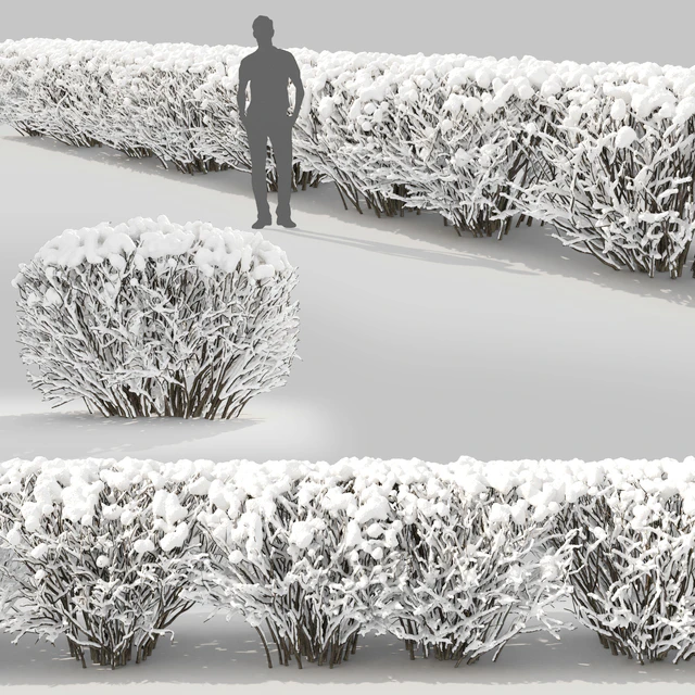 Cotoneaster winter — Скачать