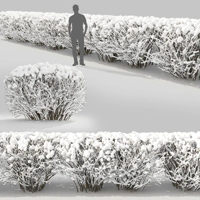 Cotoneaster winter — Вид 3