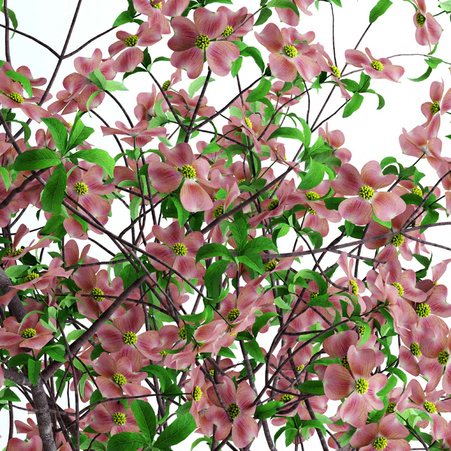 Dogwood Pink Blossom — Descargar