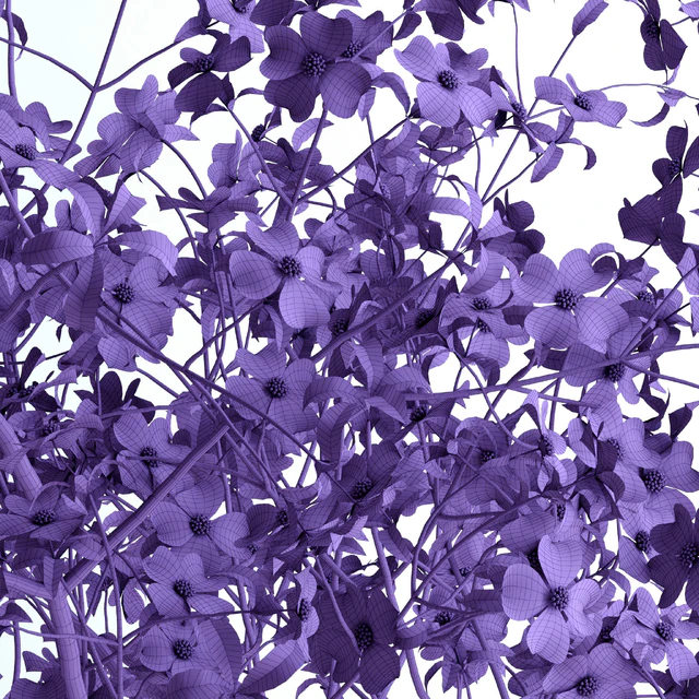 Dogwood Pink Blossom — Descargar