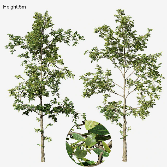 Khaya senegalensis — Descargar