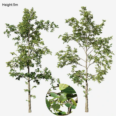 Khaya senegalensis — Ver 1