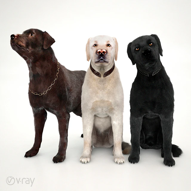 Labradors — Descargar