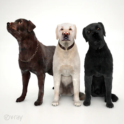 Labradors — Ver 1