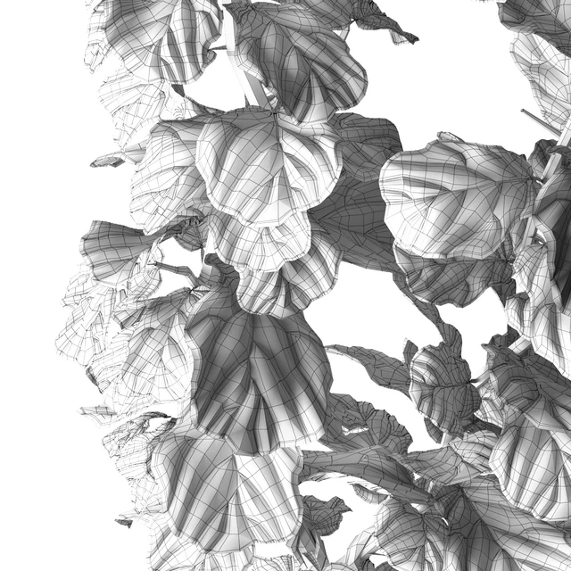 Ficus Lyrata — Descargar